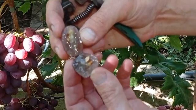 @Виноград Урум Крупный виноград, хороший виноград смотреть онлайн