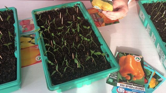 отзыв о посеве семян перца на туалетную бумагу смотреть онлайн