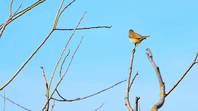 Птицы крупным планом. Живущие на лугу птицы смотреть онлайн