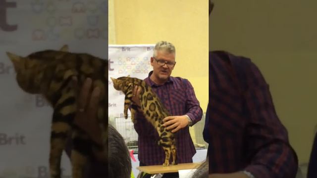 Выставка кошек Радмир Харьков смотреть онлайн