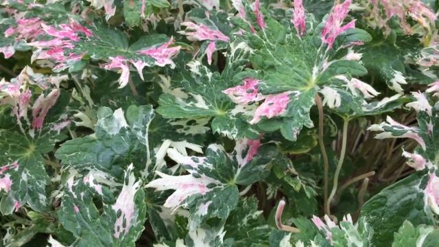 герань садовая Люцина, Geranium Lucina, сентябрь 2020, г.Кировск, лен.обл. смотреть онлайн