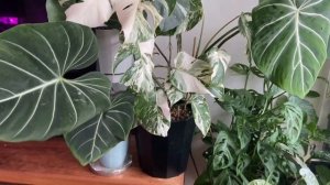 [ПРЕ-ОБЗОР] Филодендрон Глориозум Растёт Не По Дням, А По Часам ? Монстеры И Эпипремнум ?