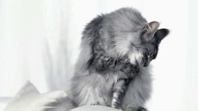Purina ONE Cats