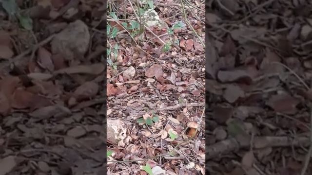 Грибы в Израиле. Открытие сезона 2023.