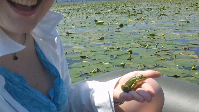 Лягушка путешественница или принцеса лягушка. #Лягушки и где они живут на речных просторах. Рыбалка смотреть онлайн