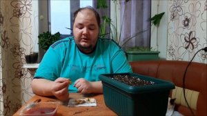 Фрезия посадка в кашпо и первые результаты всходов