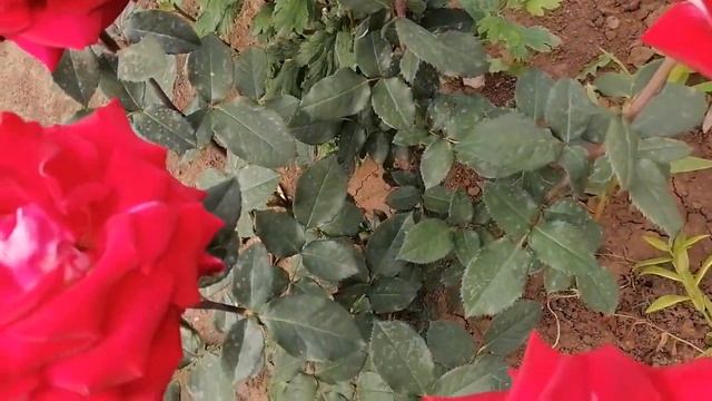 Чайно-гибридная роза, сорт Осирия, немецкая селекция