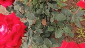 Чайно-гибридная роза, сорт Осирия, немецкая селекция