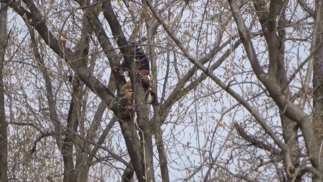"THE TREE CUTTER MAN" (Sony wx350 mp4 video) смотреть онлайн