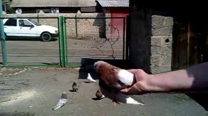 Голуби, необыкновенные цвета в БК