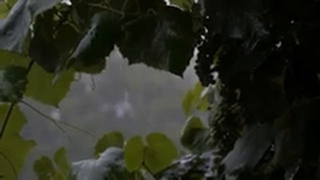 МУЗЫКА ДОЖДЯ • Шум дождя музыка для сна • Звуки природы смотреть онлайн