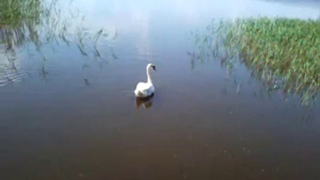Одинокий лебедь смотреть онлайн