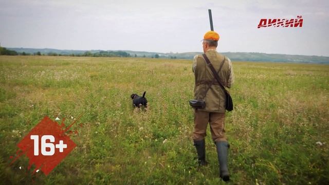 Собака на охоте. На перепела с дратхааром смотреть онлайн