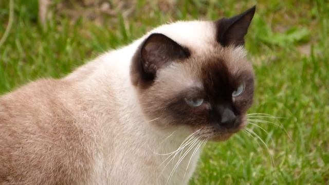 Наша кошка Маркиза (Дача 2013) смотреть онлайн