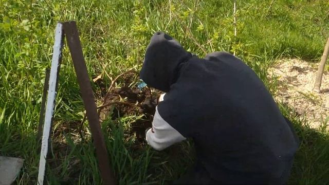 ЕЖЕВИКА-ЛЕГКИЙ СПОСОБ РАЗМНОЖЕНИЯ смотреть онлайн