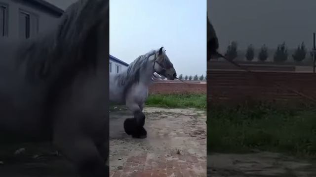 самая большая лошадь в мире