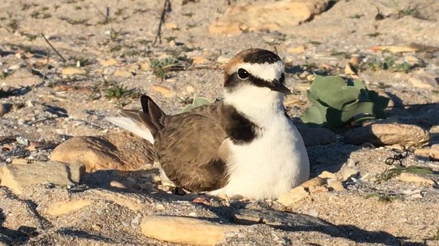 Зуёк морской • Пісочник морський • Kentish plover • Charadrius alexandrinus смотреть онлайн