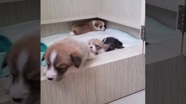 Brave boy begins life's grand adventure! Baby puppies are so cute смотреть онлайн