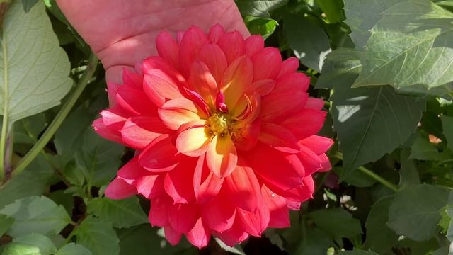 The 2022 Harvesting History Dahlia Collection - Part II - The Decorative Dahlias смотреть онлайн