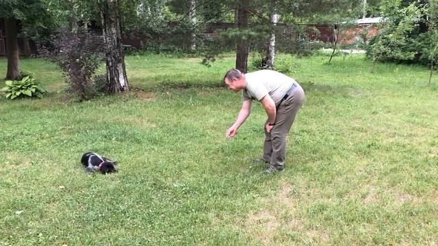 С чего начинается дрессировка щенка?