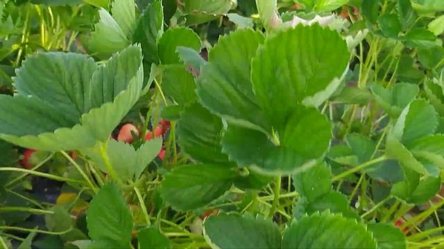 Самый урожайный сорт клубники Брилла #клубника#виноград#рассада смотреть онлайн