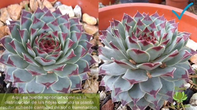 UÑA de SEÑORITA. Sempervivum calcareum. смотреть онлайн