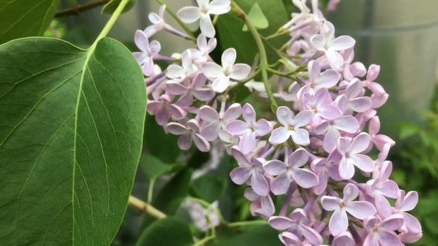 Вот и закончился май. Майская сирень. смотреть онлайн