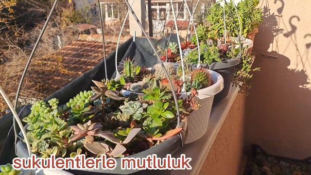 sukulentlerimin balkondaki konumları/balkonda sukulent bakimi/balkon bahçem/sukulentlerim/kaktüsler смотреть онлайн