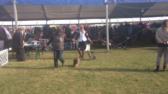 CACIB Komárom - 19.10.2013, Yorkshire terrier, Young male- comparison смотреть онлайн