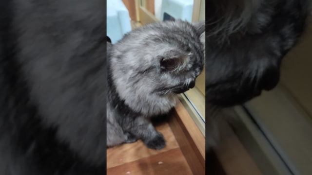 наш странный котёнок ❤️❤️❤️