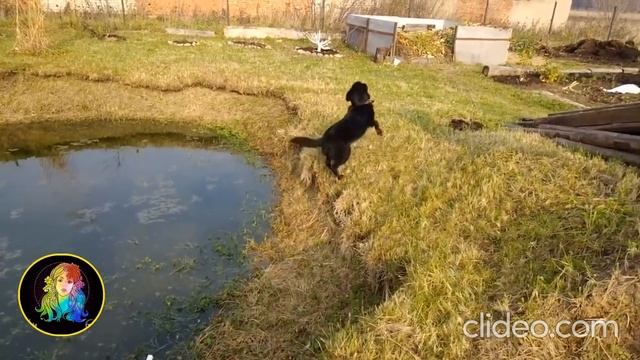 Какая порода собак подходит вашему знаку Зодиака. смотреть онлайн