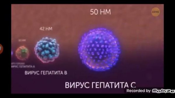 от самого маленького до самый большой бактерии.#Adme