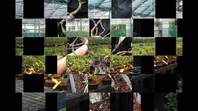 Golden Gate Ficus Bonsai Slide смотреть онлайн