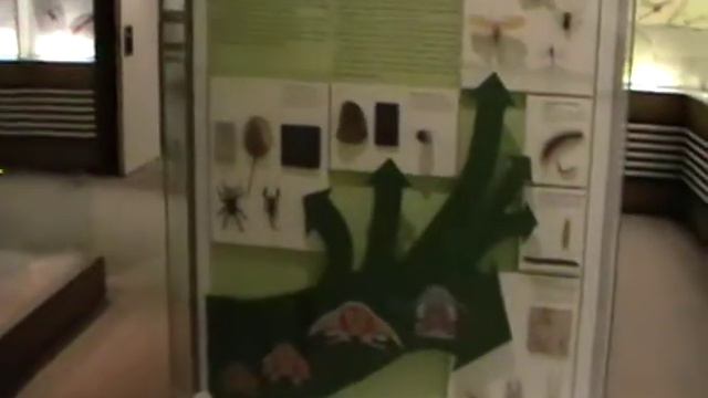 Зенкенбергский музей Зал насекомых. смотреть онлайн