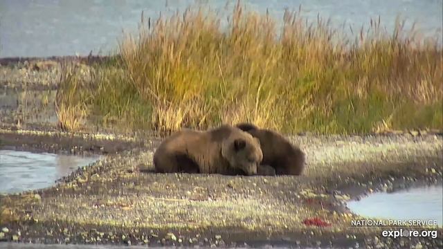 Медведи Катмай. Аляска - Katmai bears. Alaska. смотреть онлайн