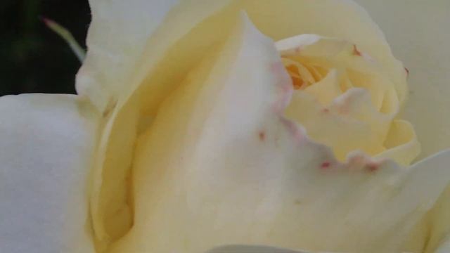 rosier hybride de thé 'Rosa Elina®' Les pétales belle spirale смотреть онлайн