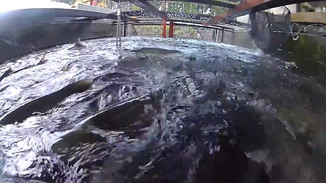 【山形】湧き水の清流牛渡川の鮭遡上☆水揚げ作業見水中動画！Oncorhynchus keta смотреть онлайн
