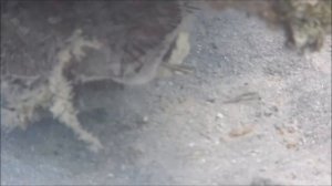 Рыбы красного моря, Двулинейный кардинал, Archamia bilineata Gon & Randall, 1995.