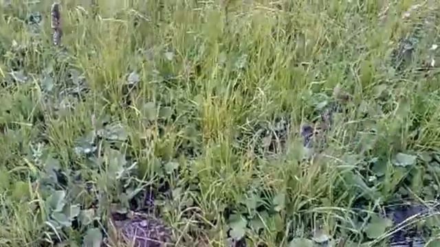 Листья мать-и-мачехи - купить листья мать-и-мачехи в Украине смотреть онлайн
