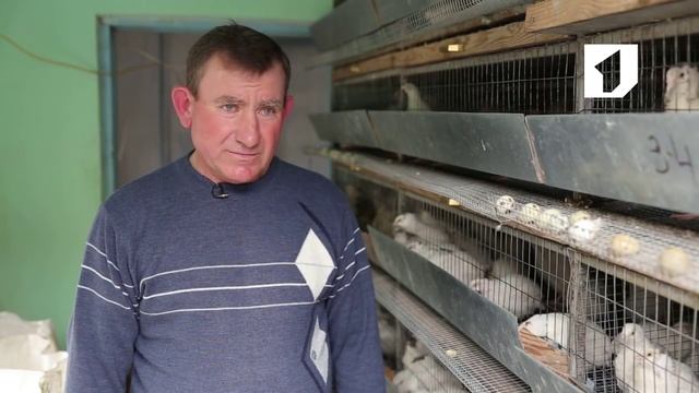 Утренний эфир / Разведение перепелок в Приднестровье смотреть онлайн