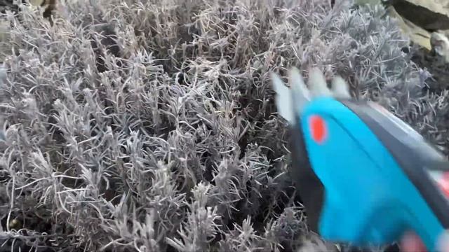 ВЕСЕННЯЯ обрезка Лаванды ?Тестирую аккумуляторные ножницы Gardena смотреть онлайн