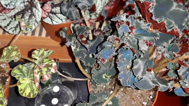 Комнатные цветы. Новинки. Бегония, Калатея смотреть онлайн