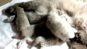 Шотландские котята , подрастаем.