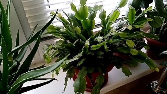 Мои растения на лоджии 2021 год. смотреть онлайн