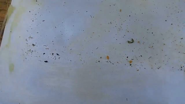 Обработка против Варроатоза после изоляции . смотреть онлайн