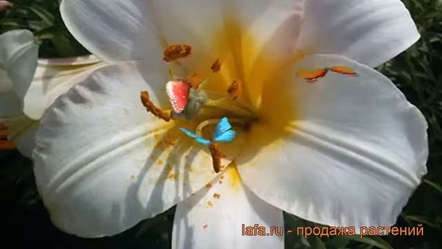 Лилия трубчатая Вайт Планет (lilium) ? Вайт Планет обзор: как сажать, луковицы лилии Вайт Планет смотреть онлайн