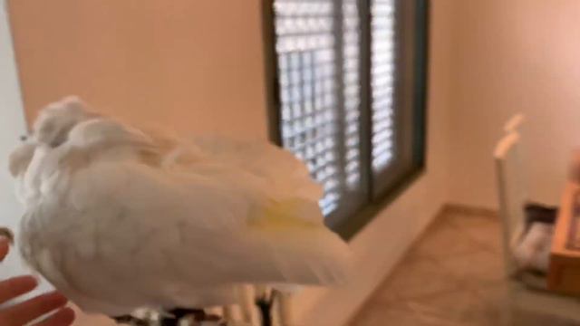 Помогите понять, все ли хорошо с какаду смотреть онлайн