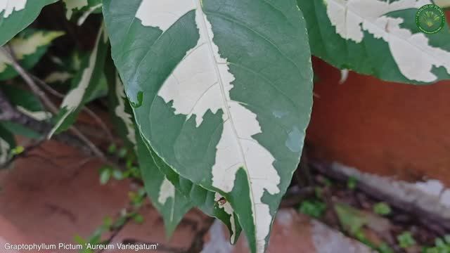 Graptophyllum Pictum 'Aureum Variegatum' | Ornamental Shrubs & Trees | ?? Panama |