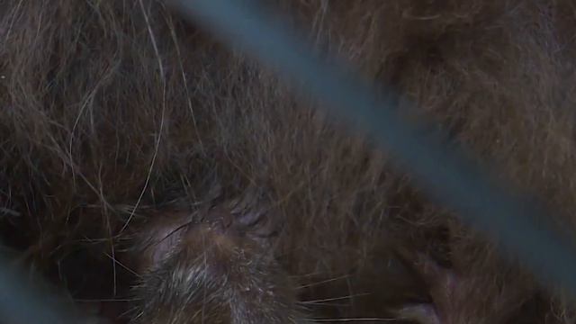 КУРИНОЕ ЯЙЦО HDR Video смотреть онлайн