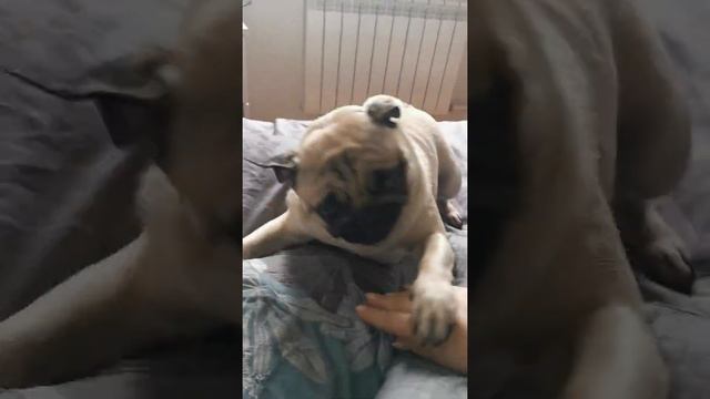 #pug #мопс(4) смотреть онлайн